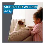 Frontline Spot On bei Hunden 20 - 40 kg