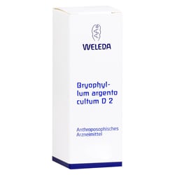 Bryophyllum Arg Cul D 2