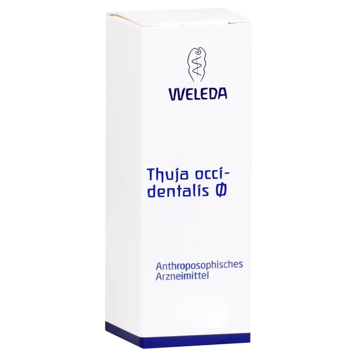 Thuja occidentalis