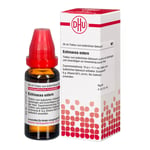 Echinacea (HAB) Extern Produktbild 2