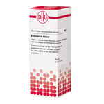 Echinacea (HAB) Extern Produktbild 3
