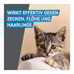 Frontline Spot On gegen Zecken und Flöhe bei Katzen