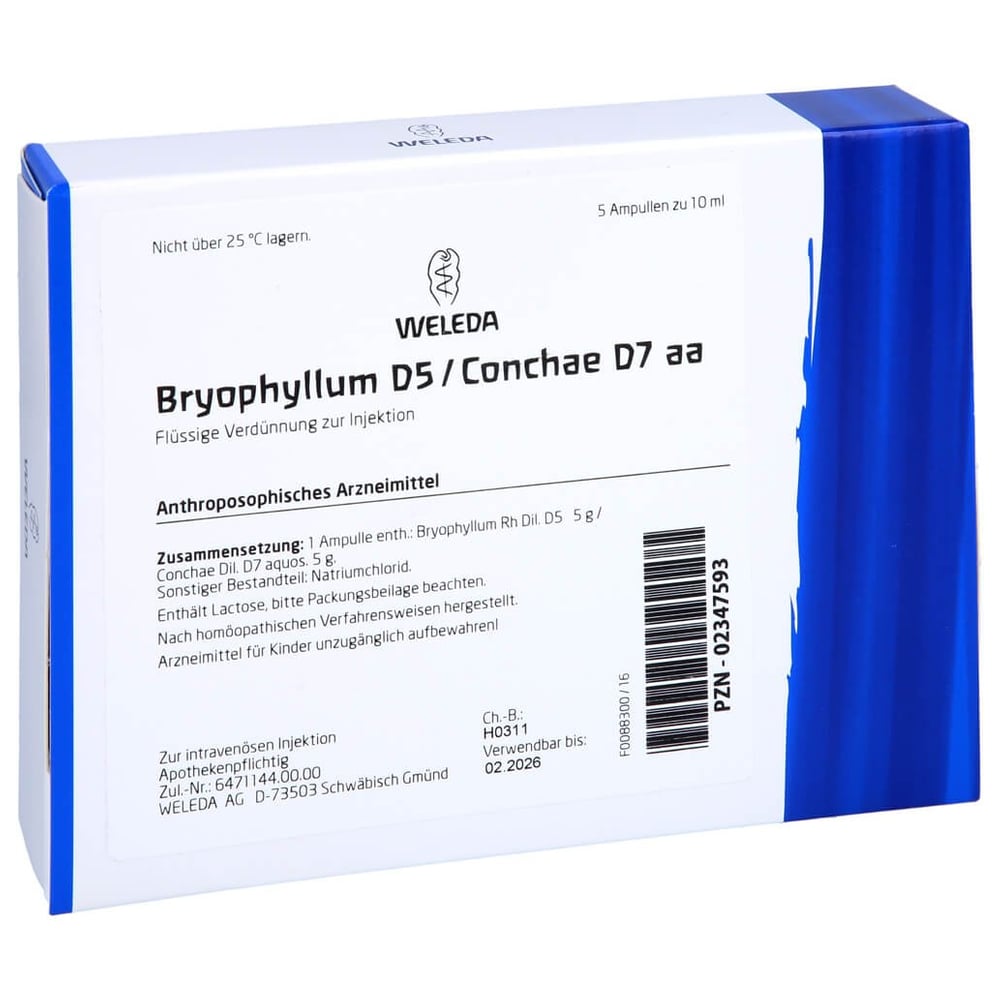 Bryophyllum D 5/Conchae D 7 Ampullen
