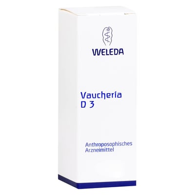 Vaucheria D 3