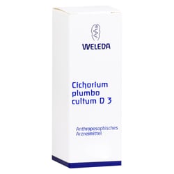 Cichorium Plum Cul D 3