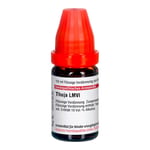 Thuja Lm Vi