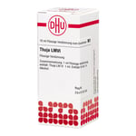 Thuja Lm Vi