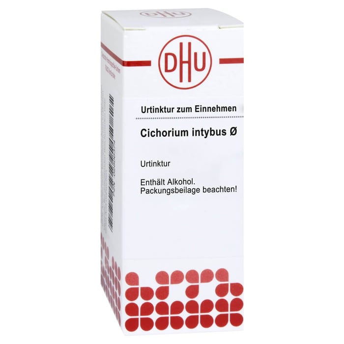 Cichorium Intybus Urt