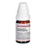 Caulophyllum Thalictroides D 4