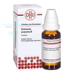 Echinacea Purpur Urt