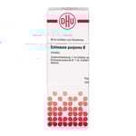 Echinacea Purpur Urt