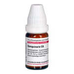 Sanguinaria C 6 Produktbild 4