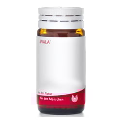 Helleborus Nig E Pla To D3