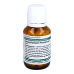 Caulophyllum Pentarkan Tabletten