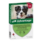 Advantage 250 Lösung Hunde 10-25 kg Produktbild 1