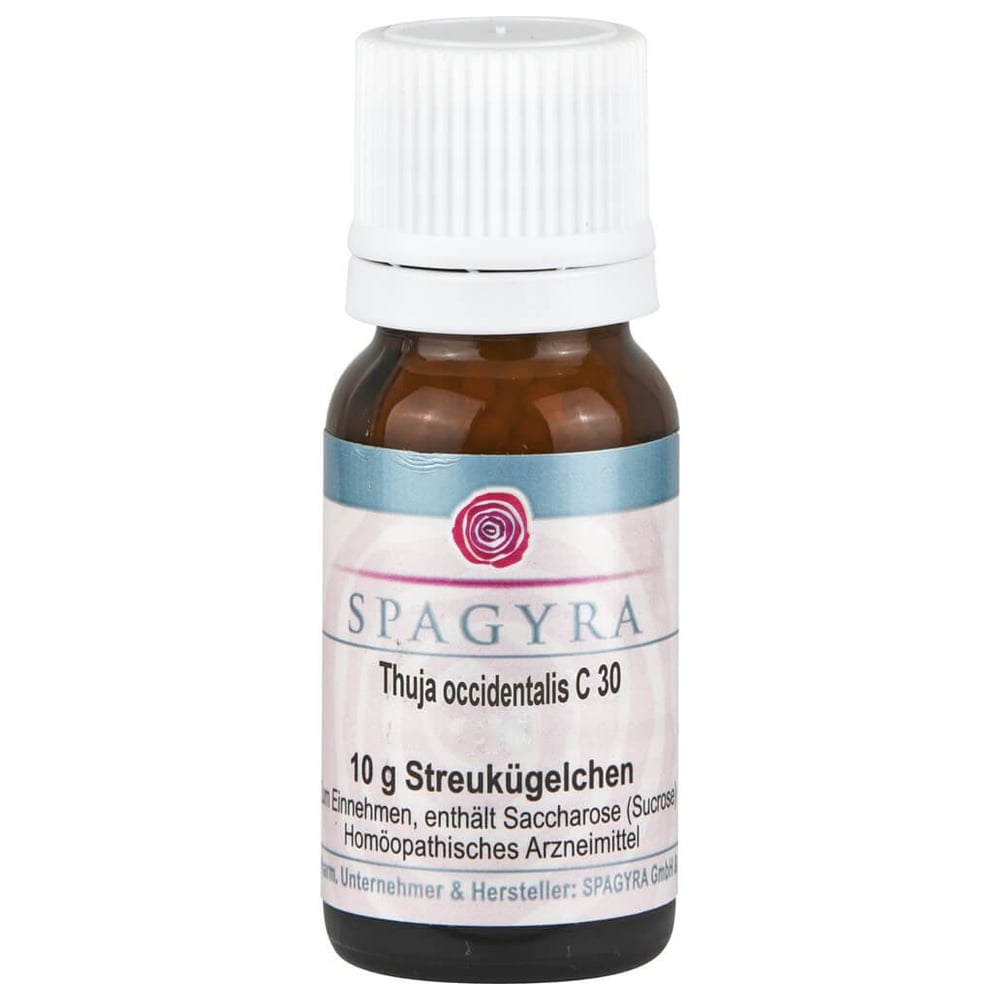 Thuja occidentalis C30