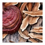 Dr. Jacob's nervenstark mit Rhodiola Ashwaganda Reishi-Pilz Produktbild 5