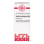 Justicia adhatoda C 200