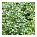 Dr. Jacob's Boswellia MSM forte Weihrauch Quercetin OPC Produktbild 5