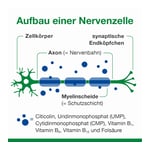 neuroLoges concept