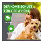 Frontline Spot on Hund XL