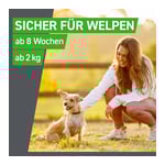 Frontline Spot on Hund XL