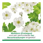 cratae-Loges 450 mg Weißdorn Produktbild 5