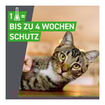 Frontline Spot on Katze