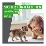 Frontline Spot on Katze