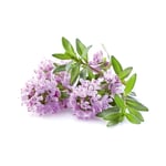 Dr. Jacob's Oregano-Öl Kapseln Carvacrol Thymol vegan Produktbild 5