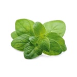 Dr. Jacob's Oregano-Öl Kapseln Carvacrol Thymol vegan Produktbild 6