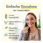 Green Naturals Quercetin 500 mg hochdosiert Kapseln