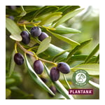 Plantana Olive Körpercreme mit Vitamin-E
