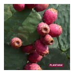 Plantana Kaktusfeige Ges. Tuchmaske mit Aloe Vera Produktbild 4