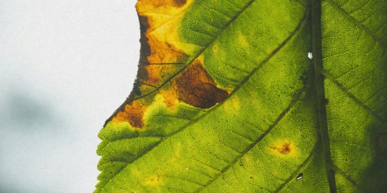 Ein befallenes Blatt.