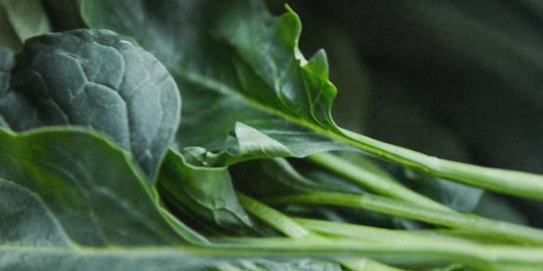 Bild von einem Haufen grüner Salatblätter.