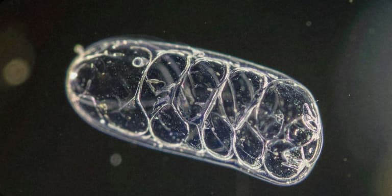 Darstellung einer Zelle mit leuchtenden Mitochondrien.