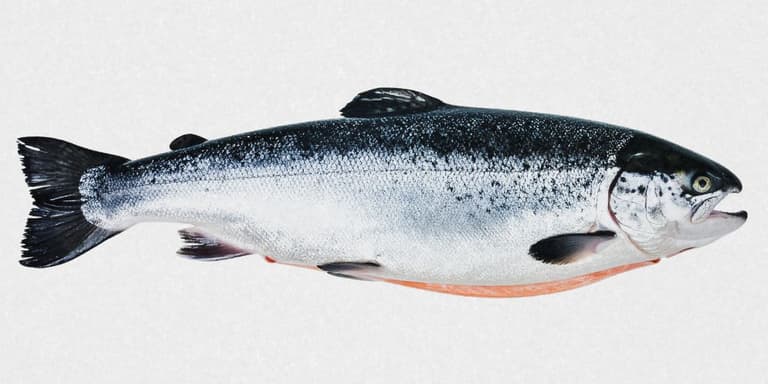 Bild eines Fisches.