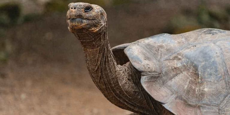 Eine sehr alte Schildkröte.