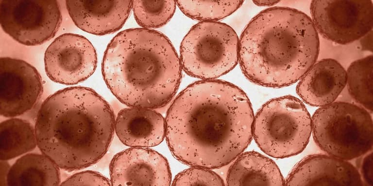 Mehrere rot eingefärbte Zellen unter dem Microscope.