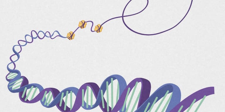 Dartstellung von einem Telomere.