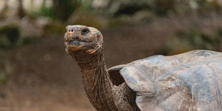 Riesenschildkröte mit ausgestrecktem Hals vor unscharfem, naturbelassenem Hintergrund.