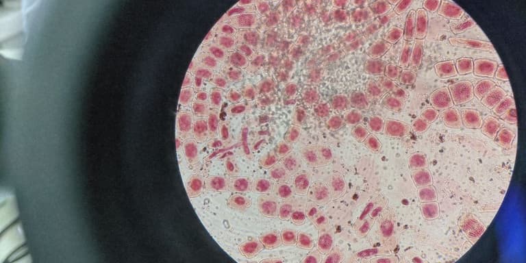 Zellen unter dem Microscope.